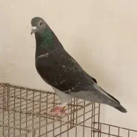 پرنده مسافت بلند|پرنده|اهواز, کوی آزادی|دیوار