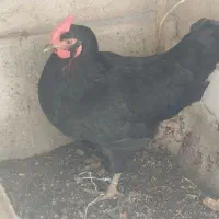 مرغ محلی تخم گذار