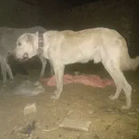 گم شده