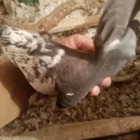 کبوتر|پرنده|ایلام, |دیوار