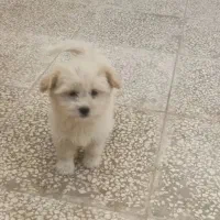 سگ پامر سه ماهه