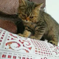 توله اسکاتیش