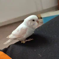 مرغ عشق|پرنده|مشهد, کشف|دیوار