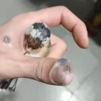 سهره نر رسمی|پرنده|پردیس, شهرک صنعتی کمرد|دیوار