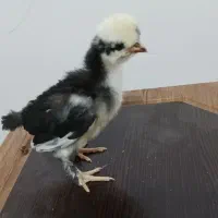 جوجه گلین. سلطان. لهستانی ۱۷ روزه