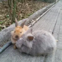 بچه خرگوش پشم آلو|موش و خرگوش|کردکوی, |دیوار