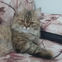 گربه|گربه|زنجان, |دیوار