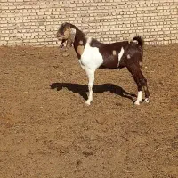 2 راس بزغاله نر تخمی بدون شاخ