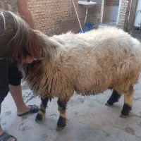 فروش قوچ درجه یک داشتی جوان|حیوانات مزرعه|ایذه, |دیوار