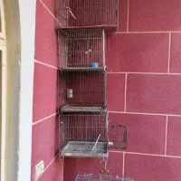 قفس پرنده|لوازم جانبی حیوانات|رباط‌کریم, رباط‌کریم|دیوار