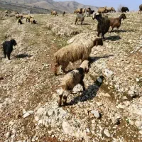 میش با بره|حیوانات مزرعه|دهدشت, |دیوار