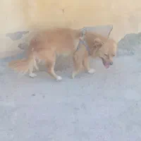 سگ پاکوتا پامر روباهی