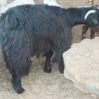 گیسه کهره ابستن