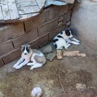 یه جفت توله