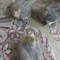 عروس هلندی جفت|پرنده|مهریز, |دیوار