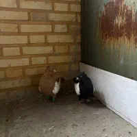 سینه کفتر|پرنده|تهران, شهرک آزادی|دیوار