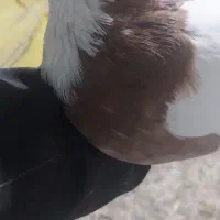 طوقی|پرنده|کبودرآهنگ, |دیوار