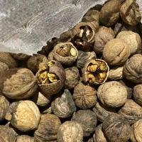 گردو شیروان