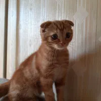 دوعدد گربه اسکاتیش اصیل|گربه|تبریز, |دیوار