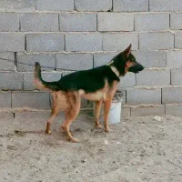 واگذاری ژرمن