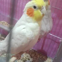 جفت عروس هلندی
