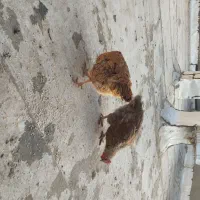 مرغ خانگی|حیوانات مزرعه|اسلامشهر, شهرک توحید|دیوار