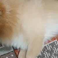 سگ پامراین روباهی|سگ|نسیمشهر, |دیوار