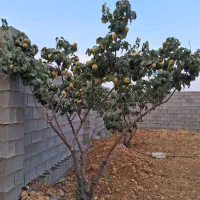 باغشهری کودیان قلات کودیون،دارای آب،درب دیوار،منبع|فروش زمین و ملک کلنگی|شیراز, کودیان|دیوار