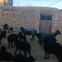 بره شیری دو روزه|حیوانات مزرعه|زرندیه, |دیوار