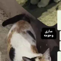گربه