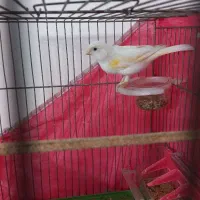 قناری نرو ماده|پرنده|تهران, علم و صنعت|دیوار