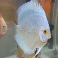 سلام ماهی دیسکس ۵ اینچ|ماهی|کرمانشاه, |دیوار