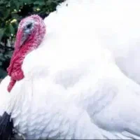 بوقلمون بیوتی