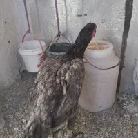 مرغ وخروس لاری