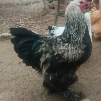 برهما خروس و مرغ وارداتی با اصالت به شرط و تظمین