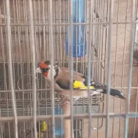 سره جوجه قفس