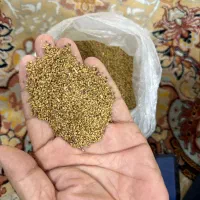 بذر یونجه آمریکایی اصل با عملکرد عالی|خدمات باغبانی و درختکاری|شوشتر, |دیوار