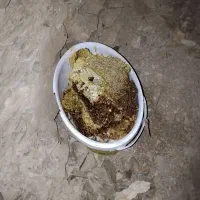 عسل کوهی