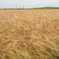 اجاره .زمین کشاورزی.روستای سیاهول