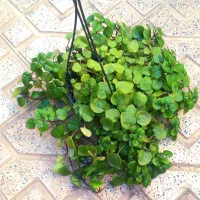 گل اپارتمانی اویز