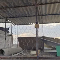 گنجه مرغ و کبوتر|لوازم جانبی حیوانات|شیراز, شیخ علی چوپان|دیوار