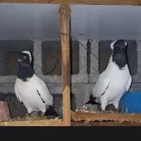 جوجه عروس هلندی