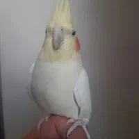 عروس هلندی لوتینو ماده|پرنده|تهران, ایوانک|دیوار