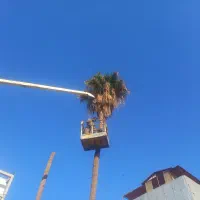 بریدن انواع درختان ونخل هرسکاری اره بالابر چمن نی