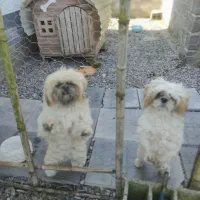 سگ شیتزو  سوپر فلت  نر و ماده