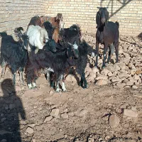 بز کهره بره|حیوانات مزرعه|شیراز, تپه تلویزیون|دیوار