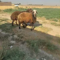 بخته بزری