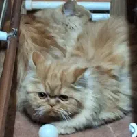 دوگربه خانگی پرشین دختر هستند دوساله