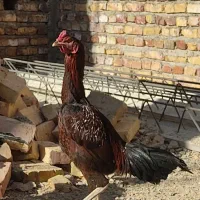 خروس لاری جوان اصل