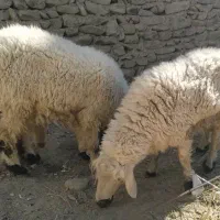 بره نر یا گورگ|حیوانات مزرعه|سراوان, |دیوار